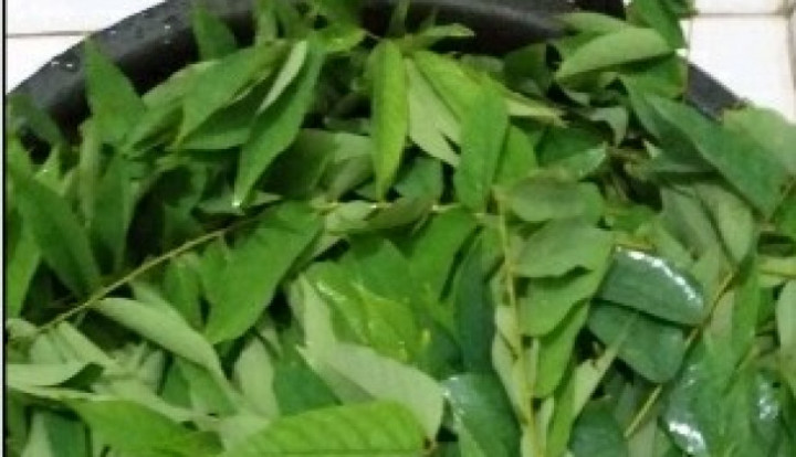 5 Perbedaan Sel Hewan dan Sel Tumbuhan