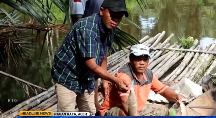 Ratusan Ikan Mendadak Mati, Diduga Tercemar Limbah