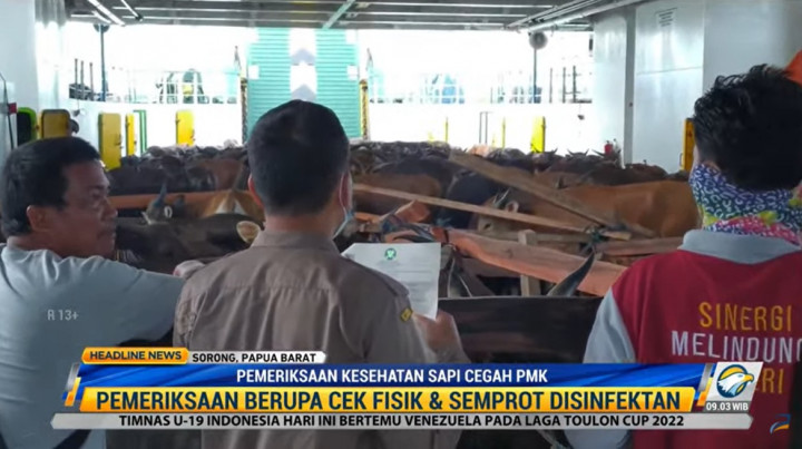 Cegah PMK, Sapi Masuk Sorong Diperiksa Ketat dan Dikarantina
