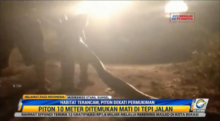 Warga Musi Rawas Dibikin Geger Piton Raksasa 10 Meter