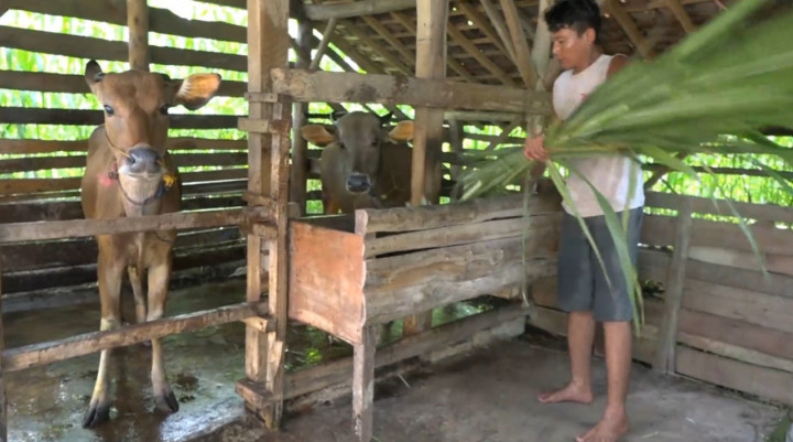 Penyakit Mulut dan Kuku Serang Sapi di Tulang Bawang Lampung