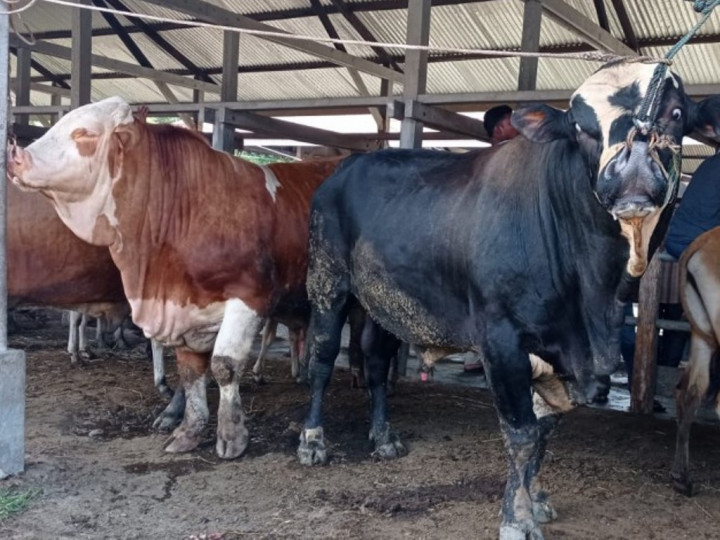 Puluhan Sapi Terindikasi PMK, Pasar Hewan Jepara akan Ditutup Sementara