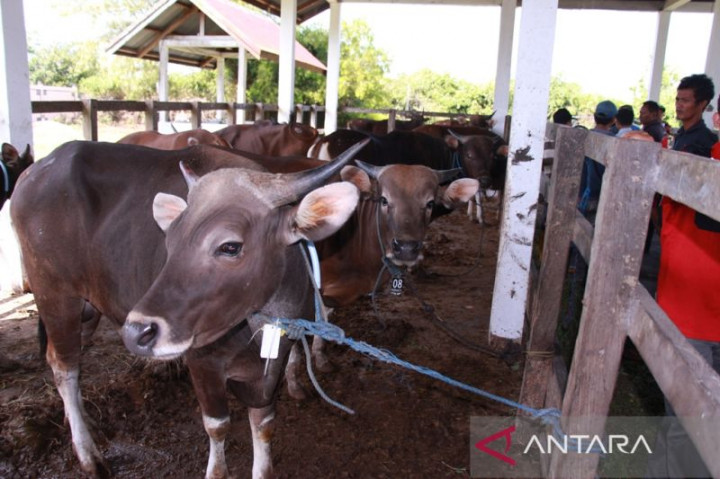 Ketersediaan Hewan Kurban di Palangkaraya Berkurang Akibat PMK