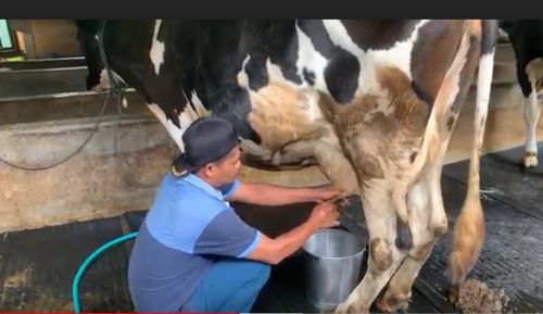 Sapi Terjangkit PMK, Ratusan Liter Susu Dibuang