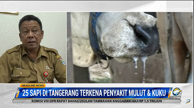 25 Ekor Sapi di Kabupaten Tangerang Suspek PMK