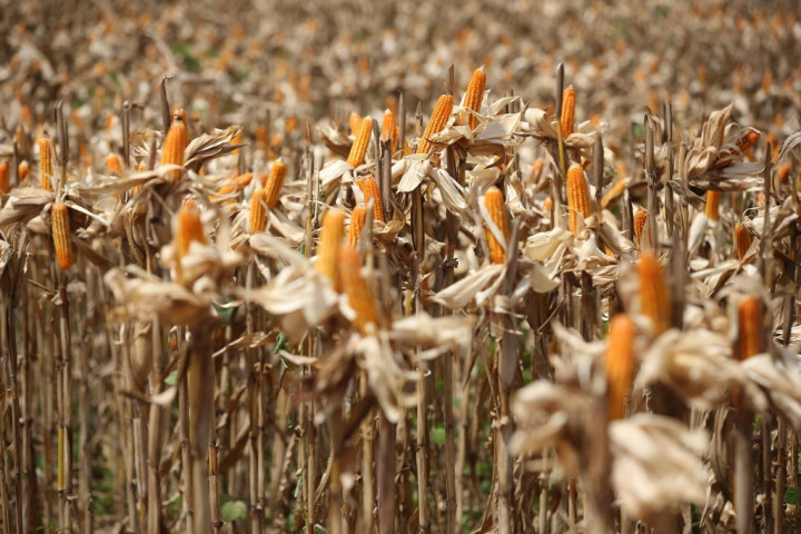 Dosen IPB Beberkan Cara Atasi Penyakit Bulai pada Tanaman Jagung