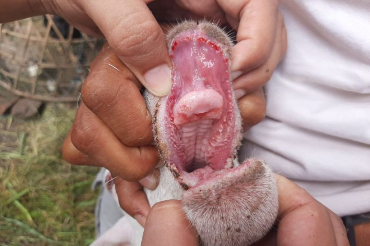 PMK Sudah Masuk Sukabumi, Peternak Diimbau Waspada