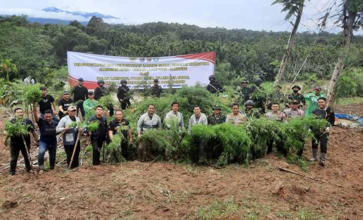 5 Hektare Ladang Ganja di Gayo Lues Aceh Dimusnahkan
