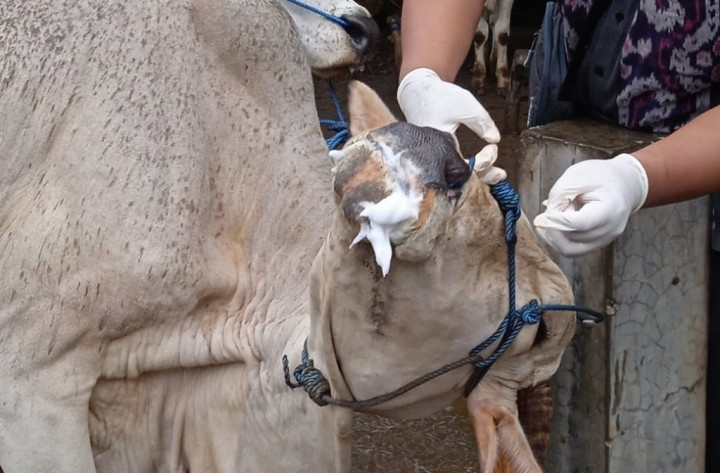 Seekor Sapi di Bandung Mati karena Terpapar PMK