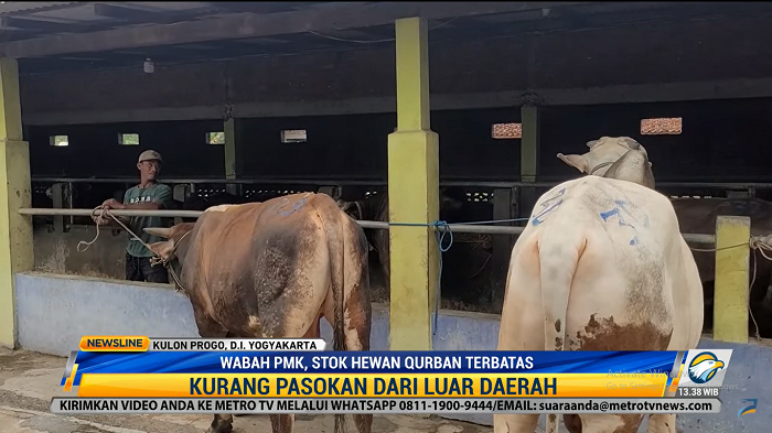 Wabah PMK, Stok Kurban untuk Iduladha Menipis