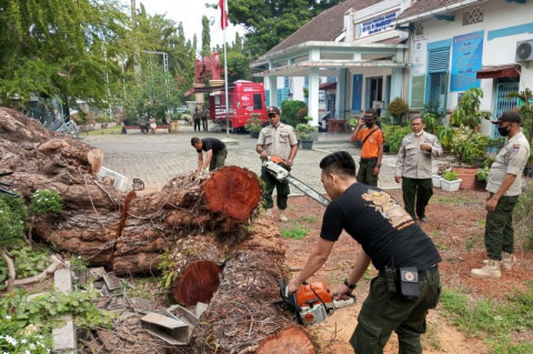 Pohon Setinggi 15 Meter di Padang Tumbang Menimpa Pagar Sekolah