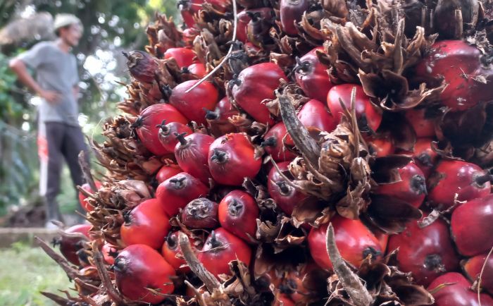 Ilustrasi tandan buah segar (TBS) kelapa sawit  - - Foto: MI/ Amiruddin