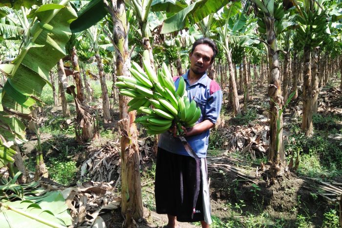 Petani Pisang Lampung Harapkan Stabilitas Harga