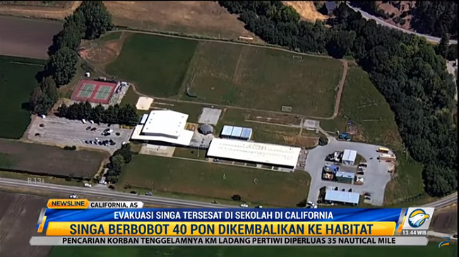 Singa Gunung Tersesat Masuk ke Gedung Sekolah di California