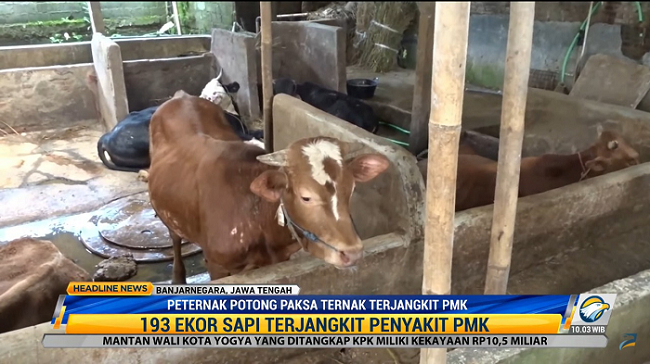 Terjangkit PMK, Peternak Lakukan Potong Paksa pada Ternak