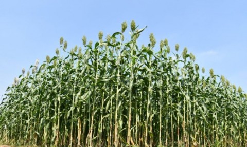 Moeldoko: Sorgum Aman Jadi Alternatif Pangan