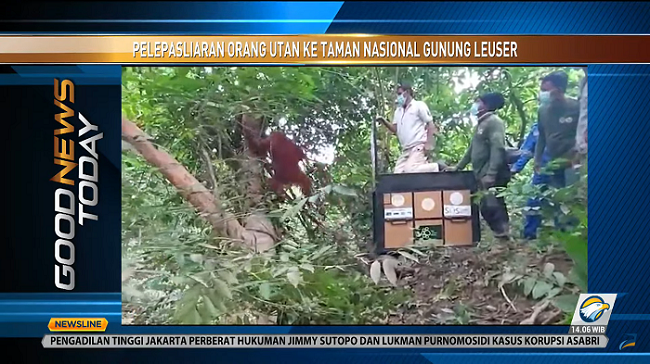 Pelepasliaran Orang Utan ke Taman Nasional Gunung Leuser