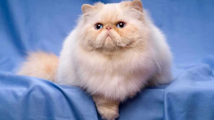 Karakteristik 3 Ras Kucing Berbulu Tebal