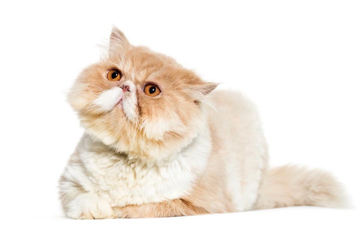 Tips Merawat Kucing Berbulu Tebal