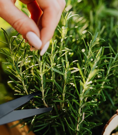 Tips Merawat Rosemary