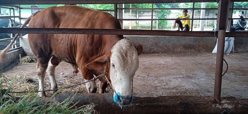 Ilustrasi. (Medcom.id/Rizky D)