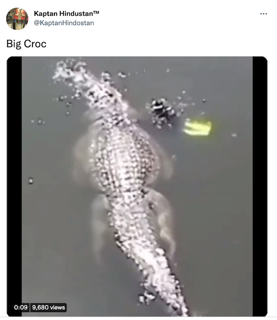 [Cek Fakta] Beredar Video Penampakan Buaya Raksasa? Cek Kebenarannya