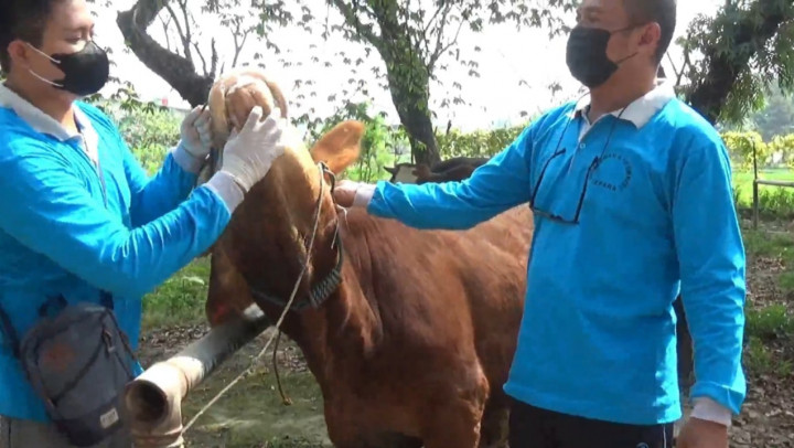 Stok Obat Hewan Terpapar PMK di Jepara Menipis