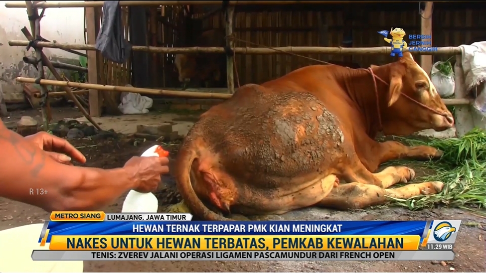 Hewan ternak terpapar PMK kian meningkat. Foto: Dok/Metro TV