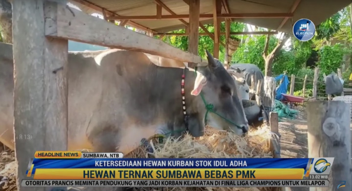 Hewan Ternak Sumbawa Bebas PMK, Stok Kurban Aman