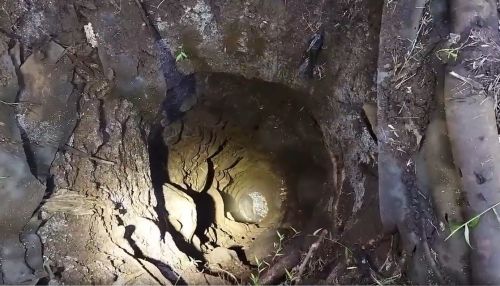 Dramatis, Evakuasi Anak Sapi Tercebur Sumur di Bondowoso Berlangsung 3 Jam