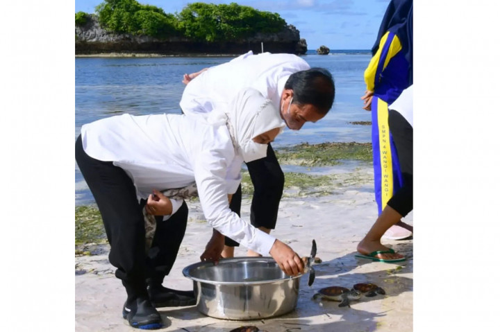 Potret Jokowi Lepas Tukik dan Transplantasi Terumbu Karang di Wakatobi