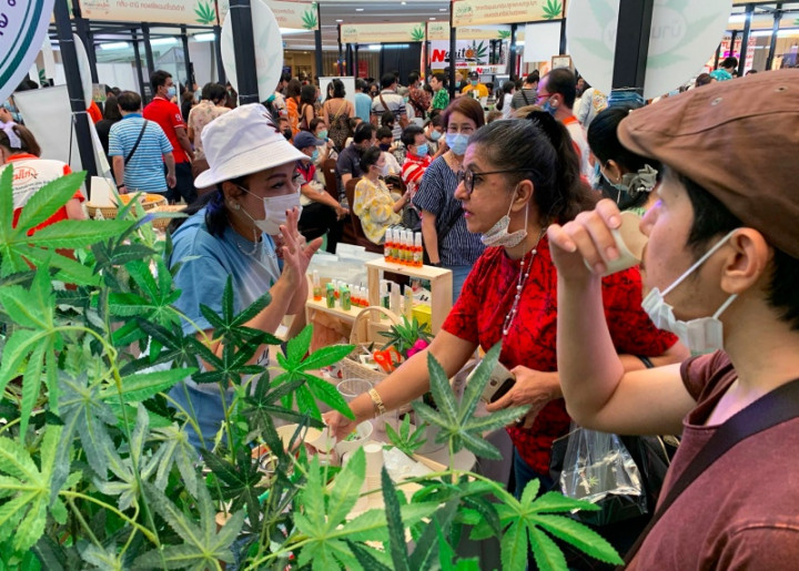 150 Ribu Warga Thailand Jadi Petani Ganja Setelah Dilegalkan Pemerintah