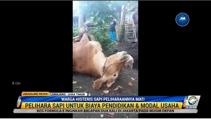 Warga Lumajang Menangis Histeris Lihat Sapi Peliharaannya Mati Terjangkit PMK