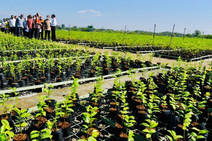 Jokowi Targetkan 360 Juta Bibit Pohon dari 30 Pusat Persemaian