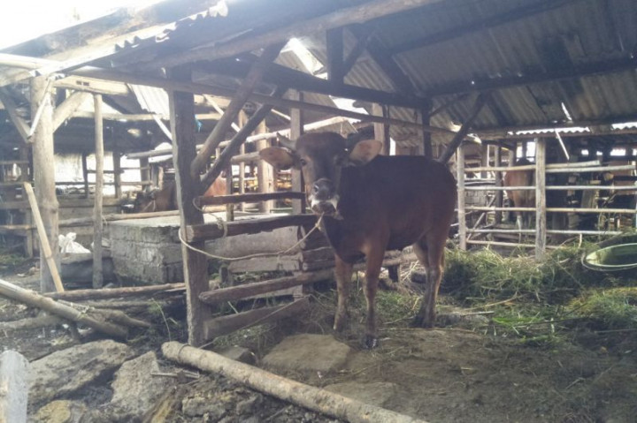 Pasar Ditutup, Warga Didorong Buat Lapak Penjualan Hewan Kurban