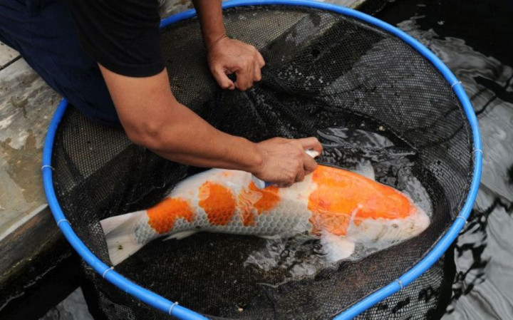 KKP Bantu UMKM Jatim Ekspor Perdana Ikan Koi ke Malaysia