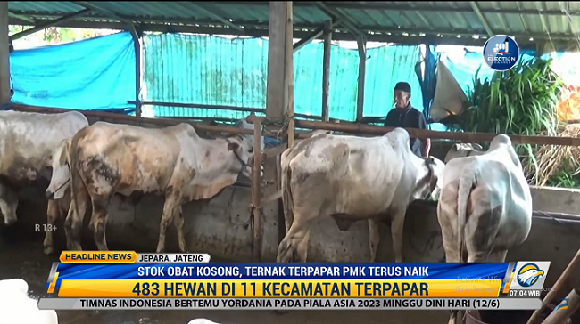 Ternak yang Terpapar PMK di Jepara Terus Naik