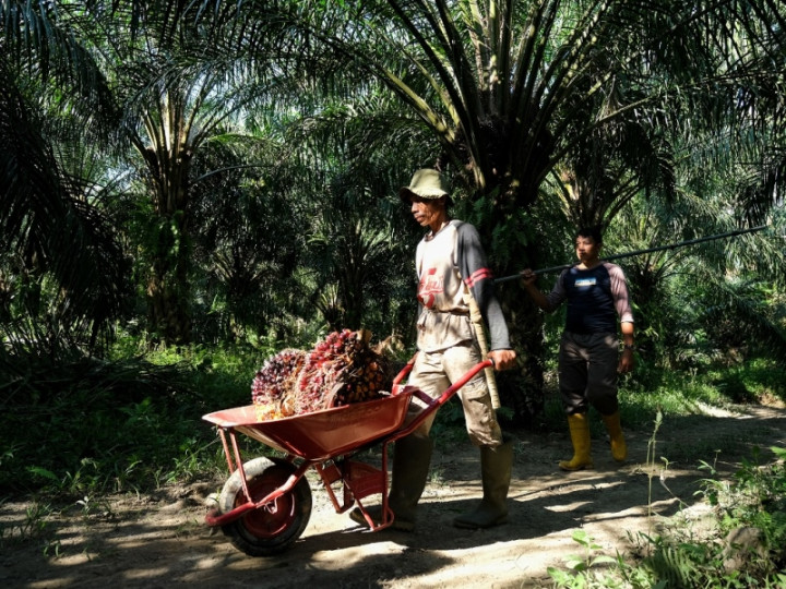 Pabrik Pengolahan Sawit Diminta Tingkatkan Kesejahteraan Petani