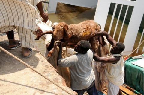 Kapal Kelebihan Muatan, Ribuan Domba Tenggelam di Pelabuhan Sudan