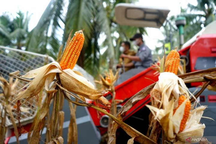 Gorontalo Disebut Punya Potensi Besar pada Sektor Pertanian