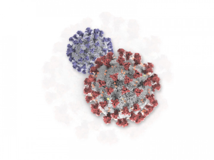 Gejala dan Penanganan Omicron BA.4 dan BA.5