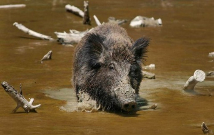Kawanan Babi Hutan Serang Permukiman di Bandung, 4 Warga Terluka