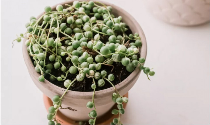 5 Tanaman Indoor 'Mini' yang Lucu, Penghias Ruang Hunian