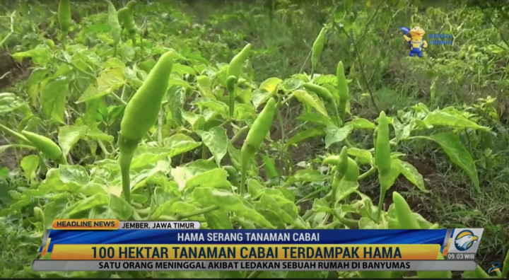 Tanaman Diserang Hama, Petani Cabai di Jember Merugi Saat Harga Tinggi