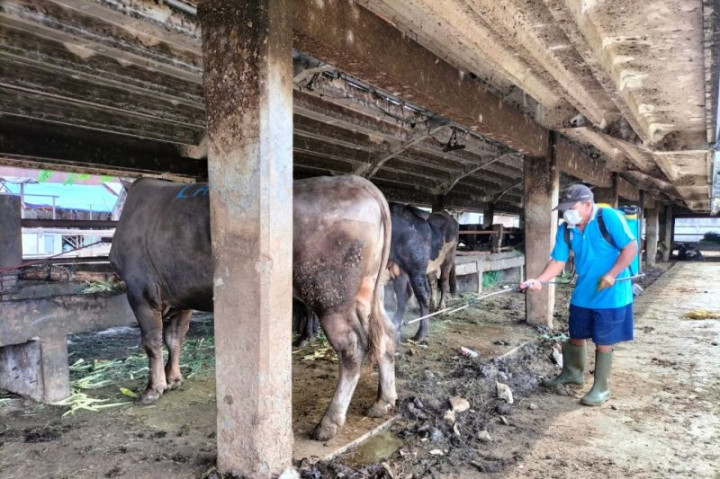 Stok Hewan Kurban di Surabaya Langka, RPH Minta Solusi