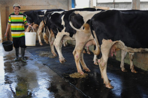 Cegah PMK, Kemenkop UKM Pertemukan Koperasi Peternak dan Industri Pengolah Susu