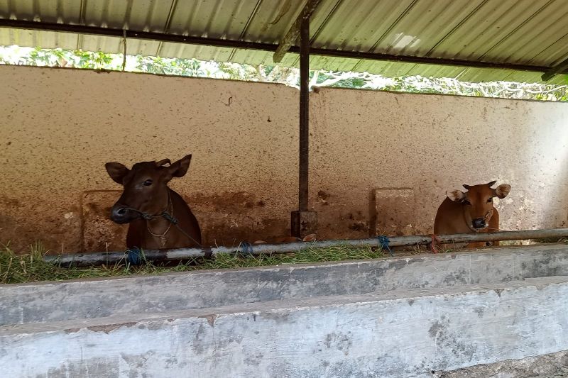 Ilustrasi dua ekor sapi di Rumah Potong Hewan Majeluk Kota Mataram, Provinsi Nusa Tenggara Barat, siap dipotong. ANTARA/Nirkomala