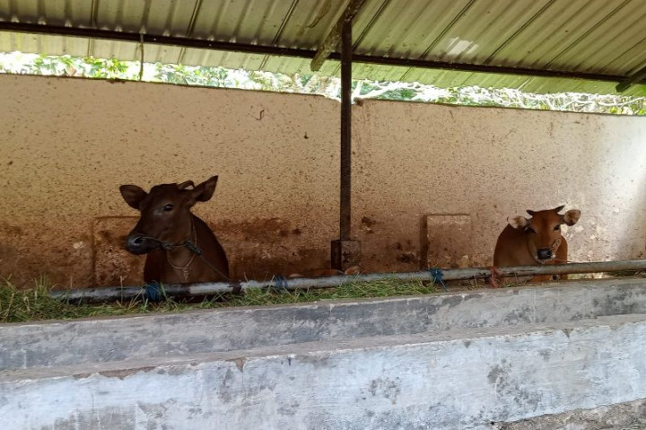 Pemkot Mataram Minta Warga Tak Khawatir Ketersediaan Hewan Kurban