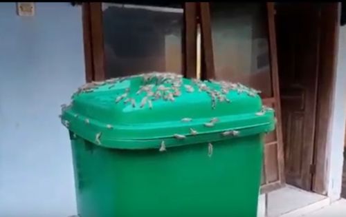 2 Kantor Dinas Pemkab Situbondo Diserbu Ribuan Ulat Bulu