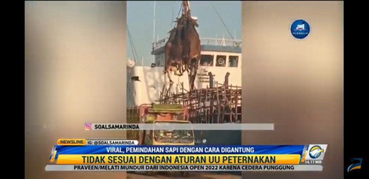 Miris, Sapi Dipindahkan dengan Cara Digantung